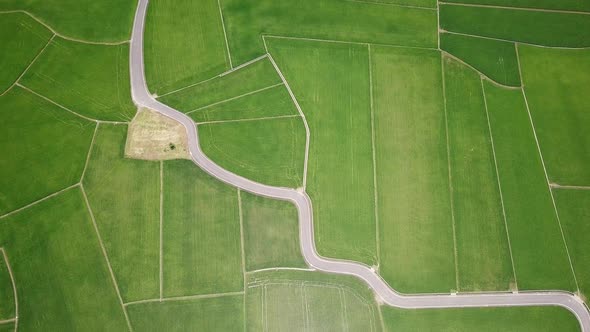 Drone fly over rice field