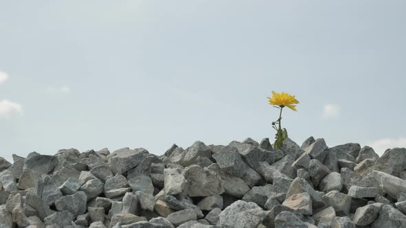 Flower on the Mountain