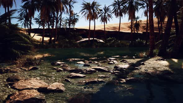 Pond and Palm Trees in Desert Oasis