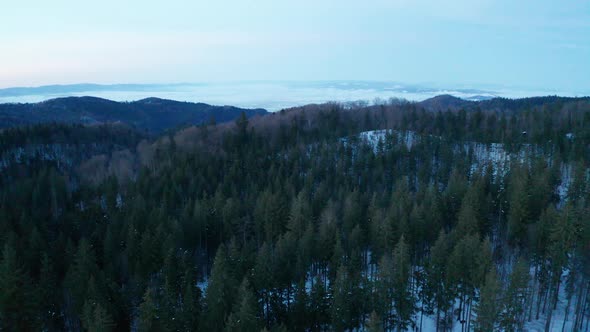 Fly Over Drone Shot of Pine Trees