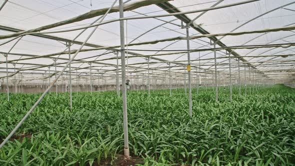 Amaryllis plants inside a large nethouse