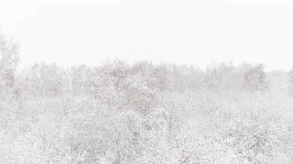 Aerial Video of a Winter Forest