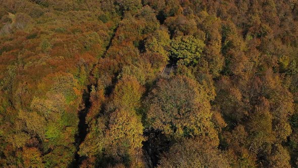 Autumn Forest