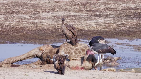 Marabou Storks And Vultures Scavenge A Giraffe Carcass - Medium Shot