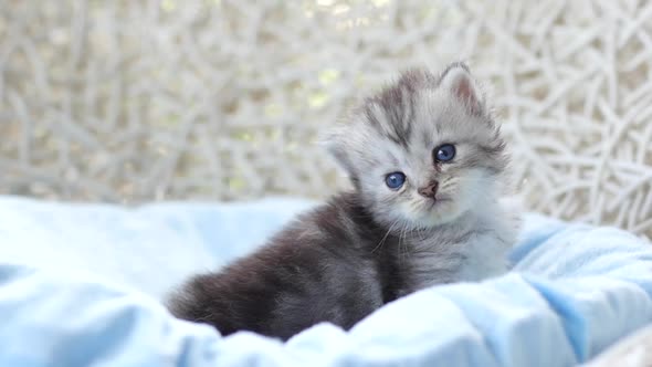 Close Up Of Scottish Kitten Playing On Bed