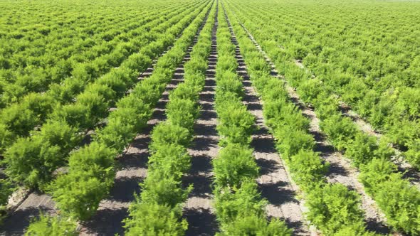 Aerial shot of rows of pomegranate trees growing in California