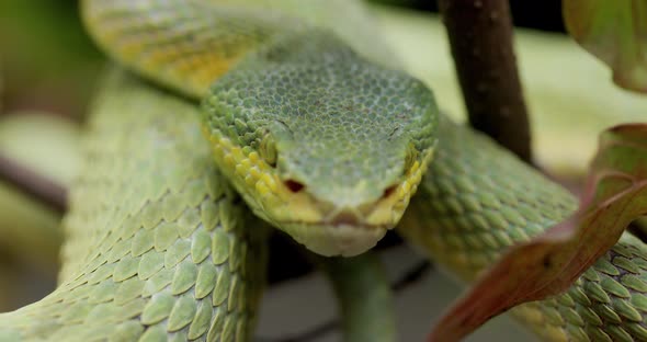 Head of Bamboo Pit Viper- Trimeresurus Gramineus - close up shot green snake