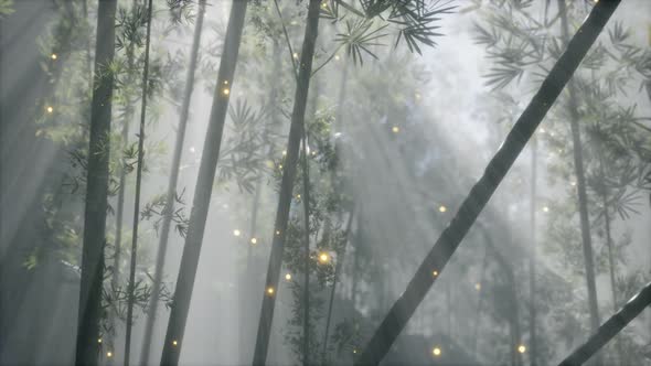 Asian Bamboo Forest with Morning Fog Weather alt
