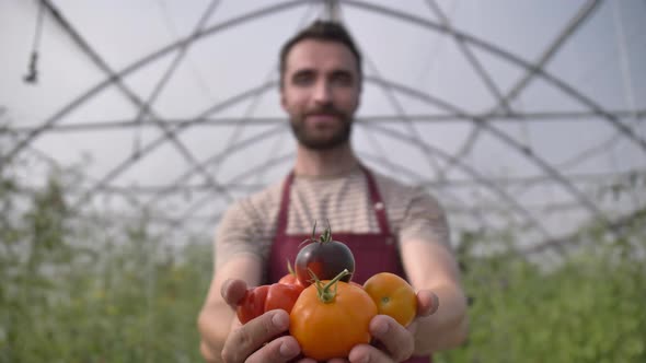 Handful of Freshly Plucked Ripe Organic Tomatoes