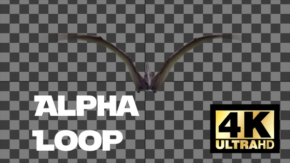 Dinosaur Pterodactal Fly Animation Loop With Alpha Front View alt