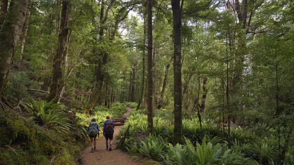 Static, hikers walk through fern covered Fiordland forest, Kepler Track New Zealand