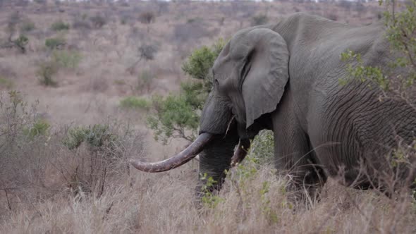 African elephant grazing in the grass