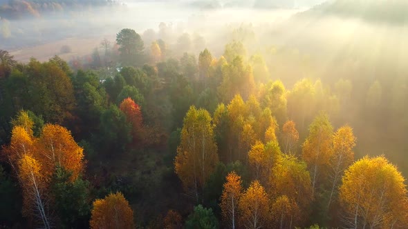 Aerial Flight Over Mist Forest Autumn Trees. Color Trees and Sunbeams Breaking Through the Branches