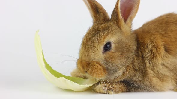 A Small Fluffy Handmade Homemade Brown Rabbit Sits on a White Background and Has Cabbage Leaves