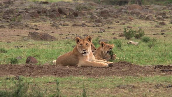 Pride of Lions resting on the savanna