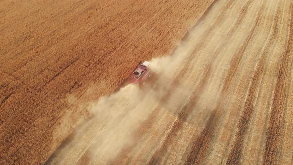 Aerial View  Combine Harvester Agriculture Machine Harvesting Golden Ripe Wheat Field