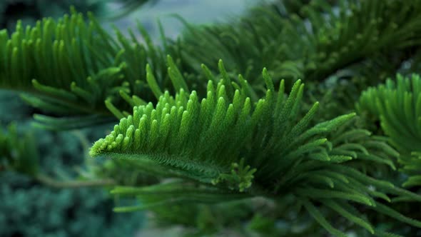 Norfolk pine branch close up. Araucaria heterophylla green leaves background.