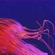 Jellyfish Swimming in Blue Water - VideoHive Item for Sale