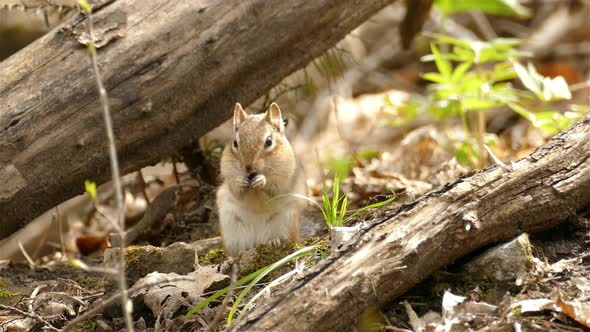Eastern chipmunk feeding on the ground in Canadian forest. close up view
