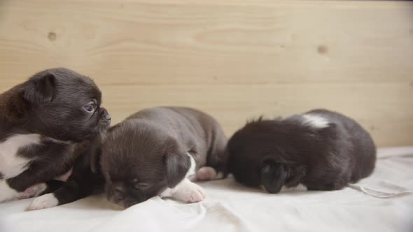 SLOW MOTION - Japanese Chin, Chihuahua mix puppies, one runs towards camera