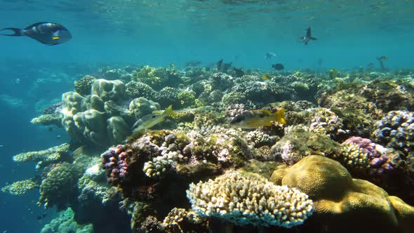 Underwater Coral Reef