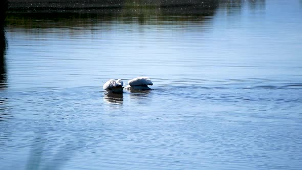 Two American White Pelicans fishing along the banks of a marshy pond