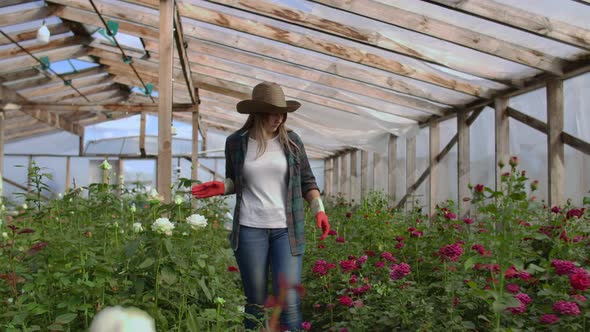 A Young Woman Florist Walks Through a Greenhouse Caring for Roses in a Greenhouse Examining and