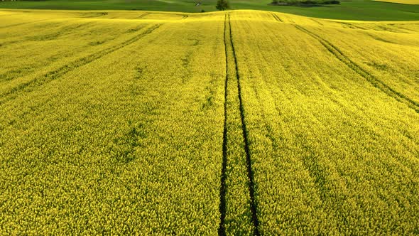 Blooming yellow rape fields. Agriculture in Poland.