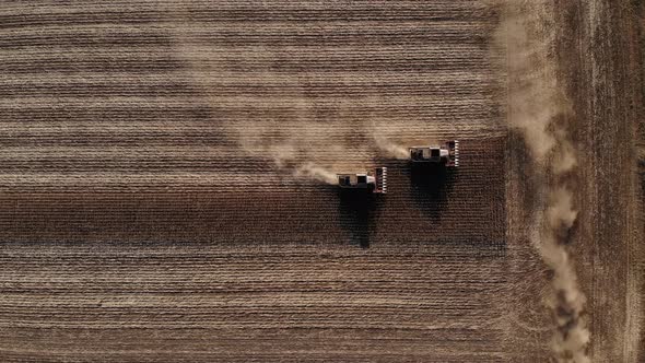 A Field of Dried Sunflowers During the Harvest