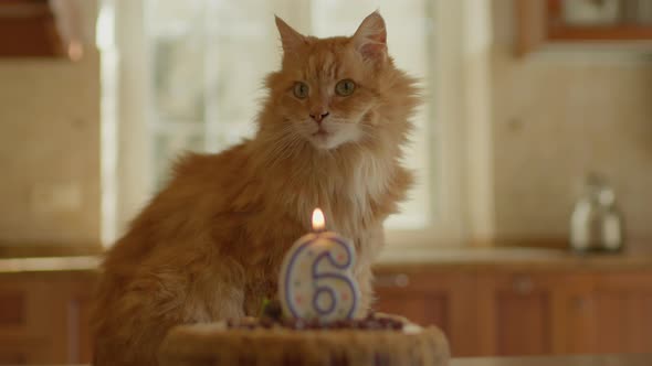 Adult Red Cat Sitting on the Table with Number 6 Candle on Birthday Cake in the Kitchen