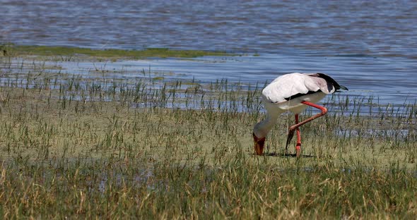 Yellow-billed stork, Moremi Botswana Africa wildlife