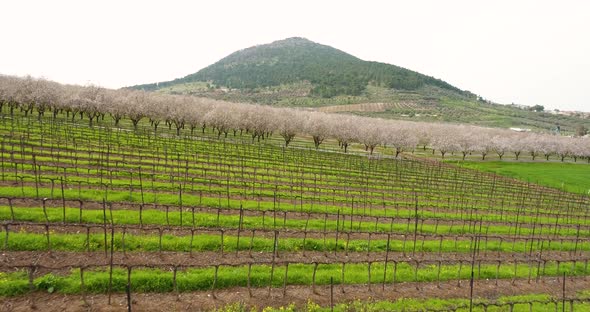 Aerial View of field of cherry trees, Ein Harod, Northern District, Israel.