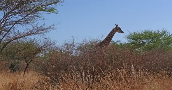 Masai Giraffe, giraffa camelopardalis tippelskirchi, Adult walking through Bush