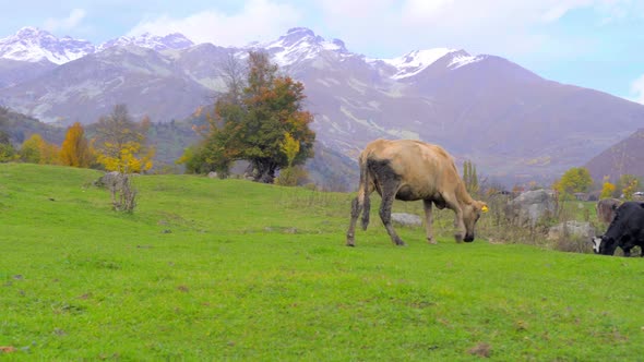cow looks into the camera. mountains in Georgia, in Svaneti,