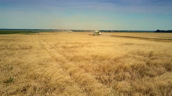 Close Motion Over Heavy Rye Ears Against Combine on Field