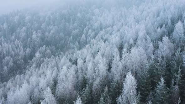 Flight Over a Fabulous Snowcovered Forest on the Slopes of the Mountains