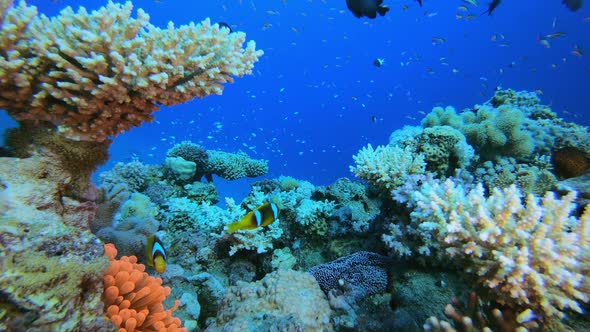 Red Sea Anemone Clownfish