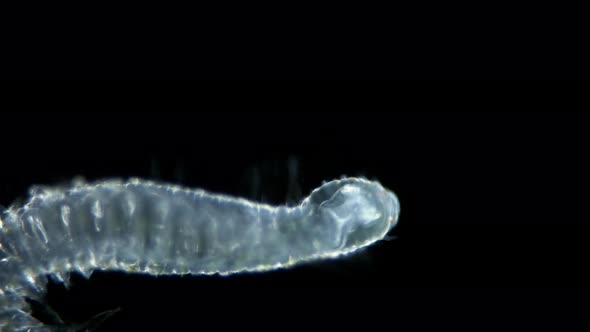 Polychaeta Worm Phalacrophorus Sp Under a Microscope Family Iospilidae