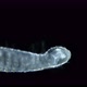 Polychaeta Worm Phalacrophorus Sp Under a Microscope Family Iospilidae - VideoHive Item for Sale