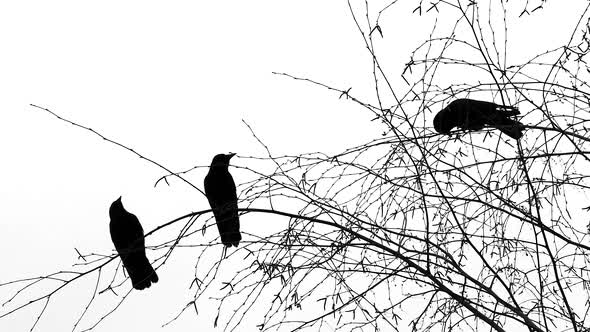 Three Black Birds On Tree