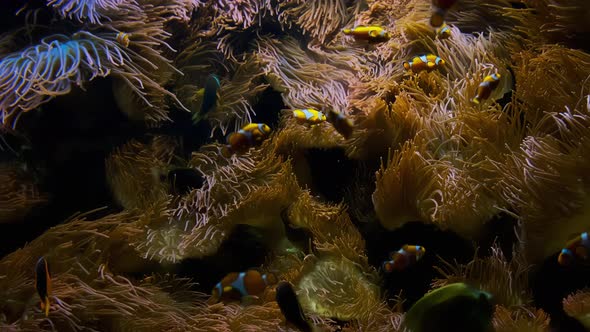 Close Up Footage of Many Clownfish