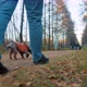 Man Walks Dog on Park Lane - VideoHive Item for Sale