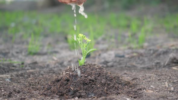 hand watering planting seedlings growing tree on the garden