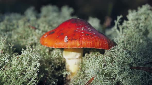 Mushroom Fly Agaric Grows Among the Grass