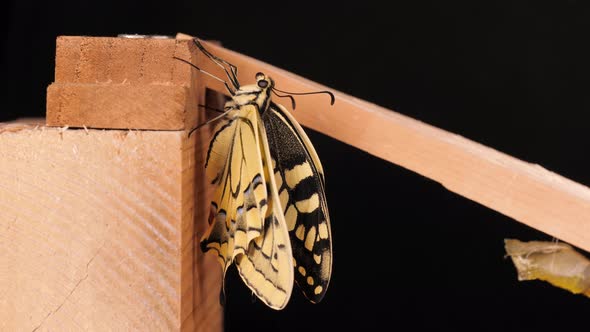 Papilio machaon, the Old World swallowtail butterfly just came out of the cocoon