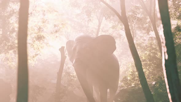 Slow Motion View of Elephant in Sun Light