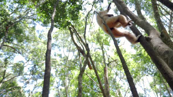 Gibbon in forest_Gibbon playing in trees_ White Gibbon Primate