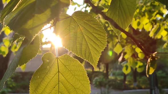 Bright Evening Sun Shines Through Young Fresh Leaves on a Tree Branch