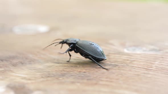 Darkling Beetle Superworm or Zophobas Morio