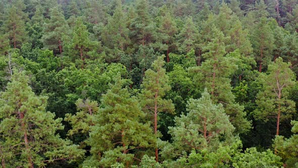 Green scenery. Forest in summer. Pine trees background. 